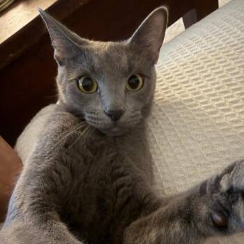 Blue - Home to Home -  American Shorthair Cat for Adoption in South Elgin, Illinois - Blue - Home To Home | PetCurious