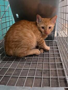 Kraken -  Domestic Short Hair Cat for Adoption in Rockport, Texas - Kraken | PetCurious