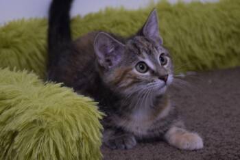 Dolly -  Tabby Cat for Adoption in Claresholm, Alberta - Dolly | PetCurious