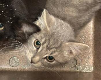 Rescue Domestic Short Hair Cats for Adoption in Olathe, Kansas - GARRET | PetCurious