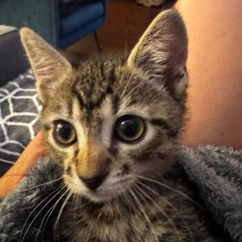 Domestic Short Hair Cats Available for Adoption in Los Angeles, California - Mojave | PetCurious