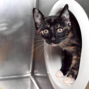 Lovely -  Domestic Short Hair Cat for Adoption in West Palm Beach, Florida - Lovely | PetCurious