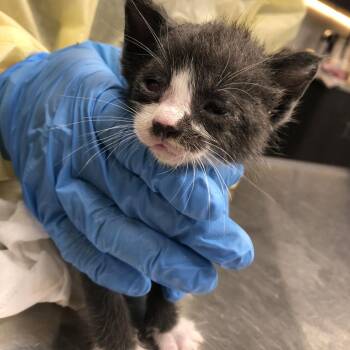 Gravy/EPAC355 -  Domestic Short Hair Cat for Adoption in Oak Park, Illinois - Gravy/EPAC355 | PetCurious