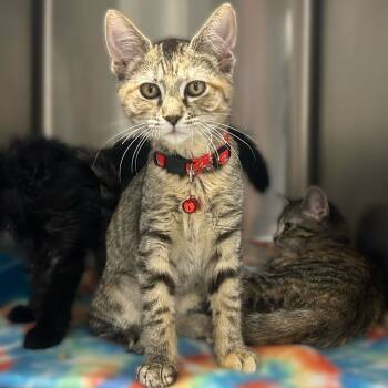 Rescue Domestic Short Hair Cats for Adoption in Davenport, Iowa - You're Jokin | PetCurious