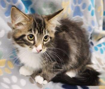 Mingle -  Domestic Medium Hair Cat for Adoption in Buffalo, Minnesota - Mingle | PetCurious