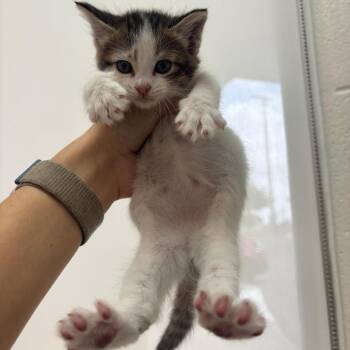 Strawberry -  Domestic Short Hair Cat for Adoption in Corpus Christi, Texas - Strawberry | PetCurious