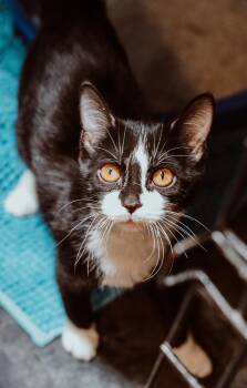 Rescue Domestic Short Hair Cats for Adoption in Le Mars, Iowa - Blaze | PetCurious