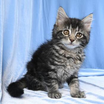 Domestic Long Hair Cats Available for Adoption in Mobile, Alabama - Llewellyn | PetCurious
