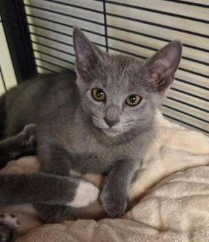 Chrissy Snow -  Domestic Short Hair Cat for Adoption in Blountville, Tennessee - Chrissy Snow | PetCurious
