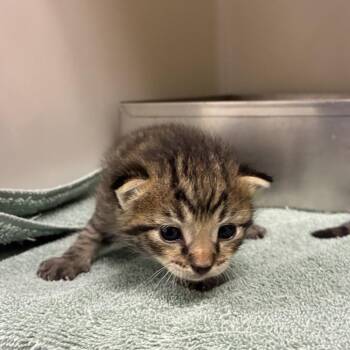71574 -  Domestic Short Hair Cat for Adoption in Harrisonburg, Virginia - 71574 | PetCurious