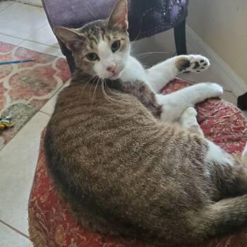 Rescue Tabby and Domestic Short Hair Cats for Adoption in Port Orange, Florida - MaiTai | PetCurious
