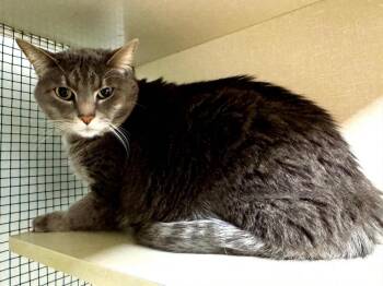 Ichabod -  Domestic Short Hair Cat for Adoption in Effingham, Illinois - Ichabod | PetCurious
