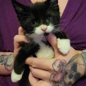 Domestic Short Hair Cats Available for Adoption in Akron, New York - Bravo ARC26-145 | PetCurious