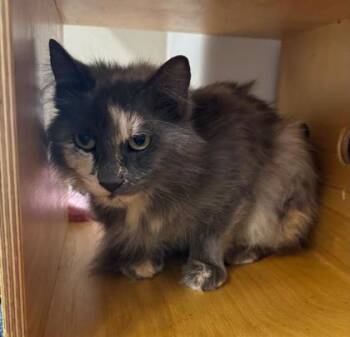 Lizy -  Domestic Short Hair Cat for Adoption in Bellevue, Washington - Lizy | PetCurious