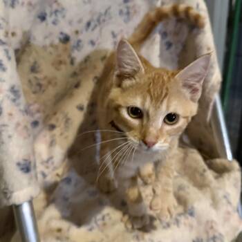 Fanta -  Domestic Short Hair Cat for Adoption in Madisonville, Texas - Fanta | PetCurious