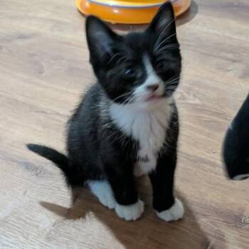 Domestic Short Hair Cats Available for Adoption in Fairway, Kansas - Beat It | PetCurious