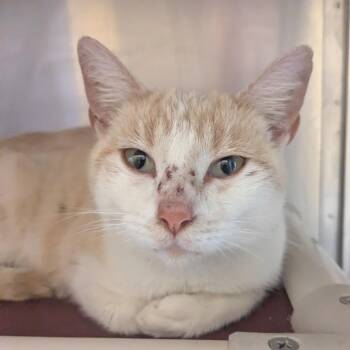 Domestic Short Hair Cats Available for Adoption in Huntsville, Arkansas - (VET 5/14) Duchess Honey | PetCurious