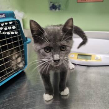 Wig -  Domestic Short Hair Cat for Adoption in Austin, Texas - Wig | PetCurious