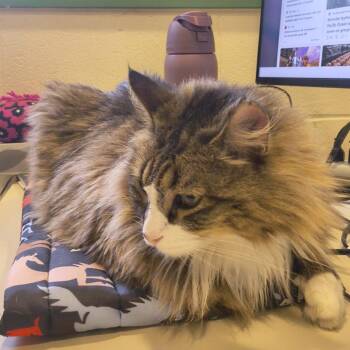 Domestic Long Hair Cats Available for Adoption in South Burlington, Vermont - Bella | PetCurious