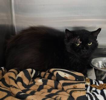 Peeko -  Domestic Short Hair Cat for Adoption in Athens, Tennessee - Peeko | PetCurious