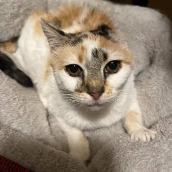Domestic Short Hair Cats Available for Adoption - Nansea | PetCurious