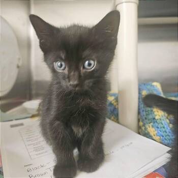 Domestic Short Hair Cats Available for Adoption in Hendersonville, North Carolina - Smores | PetCurious