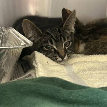 Devon -  Domestic Short Hair Cat for Adoption in Asheville, North Carolina - Devon | PetCurious