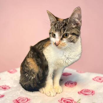 Calico Cats Available for Adoption in Richmond, Kentucky - Cleo | PetCurious