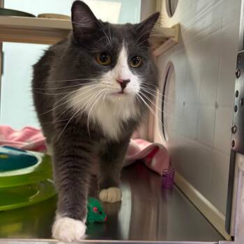 Tommy -  Domestic Long Hair Cat for Adoption in Ottawa, Kansas - Tommy | PetCurious