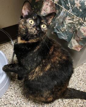 Scylla -  Domestic Short Hair Cat for Adoption in Fremont, Ohio - Scylla | PetCurious