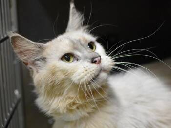 Rescue Maine Coon Cats for Adoption in Portland, Oregon - Freight Train | PetCurious