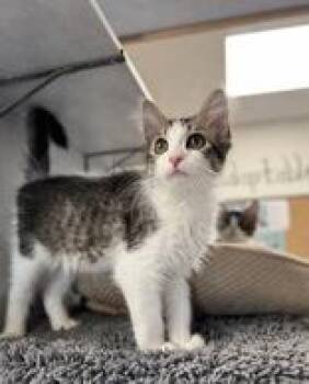 Daniel -  Domestic Medium Hair Cat for Adoption in Eagle, Colorado - Daniel | PetCurious