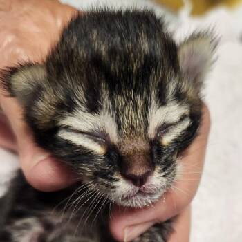B-Madeline -  Domestic Long Hair Cat for Adoption in Arizona City, Arizona - B-Madeline | PetCurious
