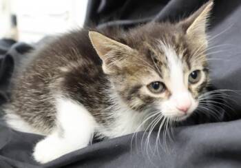 Key Lime -  Domestic Short Hair Cat for Adoption in Thief River Falls, Minnesota - Key Lime | PetCurious