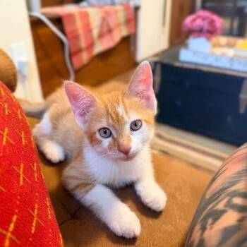 Oliver Twist The Mini Mighty Explorer -  Tabby and Domestic Short Hair Cat for Adoption in Friendswood, Texas - Oliver Twist The Mini Mighty Explorer | PetCurious