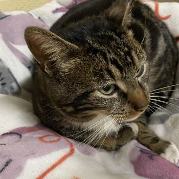 Tabby Cats Available for Adoption - Nobi | PetCurious