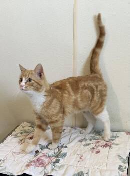 Domestic Short Hair Cats Available for Adoption in Mitchell, South Dakota - Simba - Orange & White Cat - #18 | PetCurious