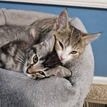 Spruce -  Domestic Medium Hair Cat for Adoption in Fishers, Indiana - Spruce | PetCurious
