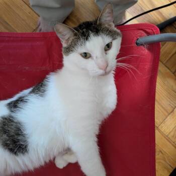Kirby -  Domestic Short Hair Cat for Adoption in Evanston, Illinois - Kirby | PetCurious