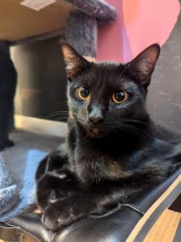 Rescue Domestic Short Hair Cats for Adoption in Ballwin, Missouri - Gwen | PetCurious