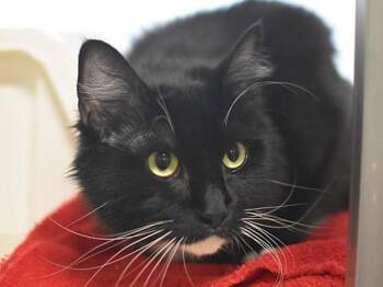 Olive -  Domestic Long Hair Cat for Adoption in Portland, Oregon - Olive | PetCurious