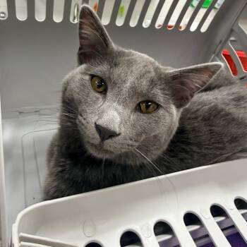 Domestic Short Hair Cats Available for Adoption in Indianapolis, Indiana - Trout | PetCurious