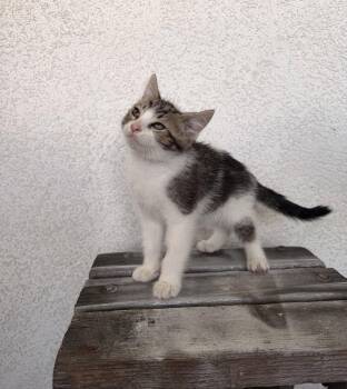 Aden -  Domestic Short Hair Cat for Adoption in Riverside, California - Aden | PetCurious