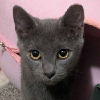 Ryklis -  Domestic Short Hair Cat for Adoption in Seven Valleys, Pennsylvania - Ryklis | PetCurious