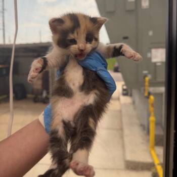 Abigail -  Domestic Short Hair Cat for Adoption in Columbiana, Alabama - Abigail | PetCurious