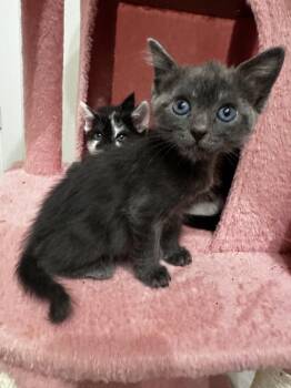 Domestic Short Hair Cats Available for Adoption in Brewster, New York - Talia | PetCurious