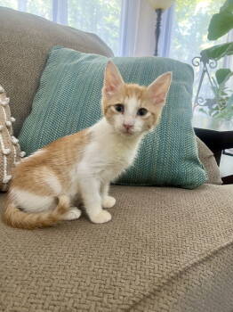 Rescue Domestic Short Hair Cats for Adoption in Ball Ground, Georgia - Stevie | PetCurious