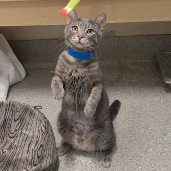 Daffodil -  Domestic Short Hair and Mixed Breed Cat for Adoption in Chicago, Illinois - Daffodil | PetCurious