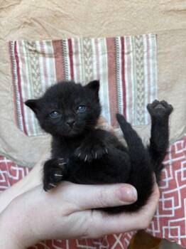 Domestic Short Hair Cats Available for Adoption in Fort Worth, Texas - Ravioli (pre Adopt) | PetCurious