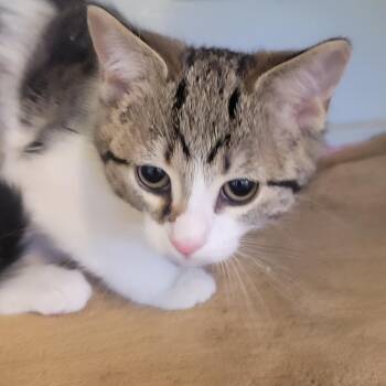 Adventure Cat -  Domestic Short Hair Cat for Adoption in Wheeling, Illinois - Adventure Cat | PetCurious